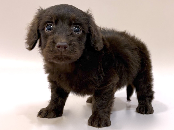 ミックス（犬）