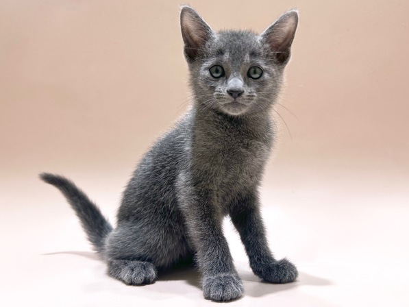 ロシアンブルー