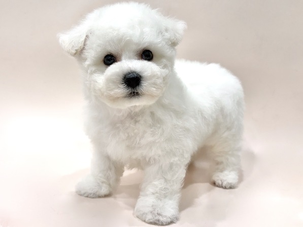 ビション・フリーゼ