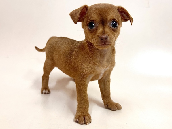 ミックス（犬）