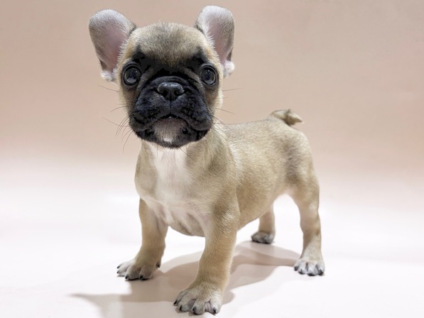 フレンチ・ブルドッグ