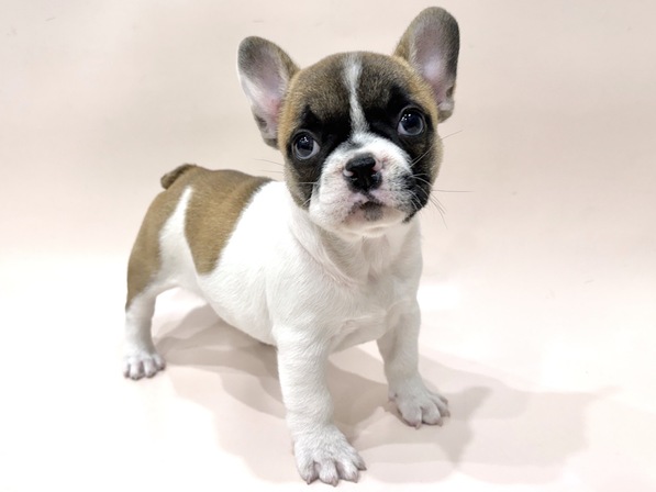 フレンチ・ブルドッグ