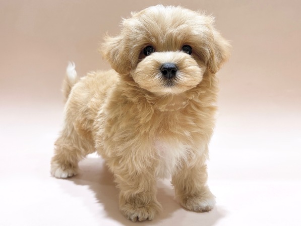 ミックス（犬）