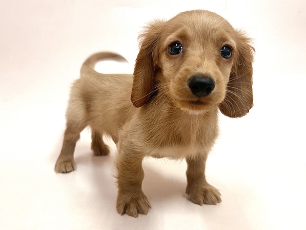 カニーンヘン・ダックスフンド