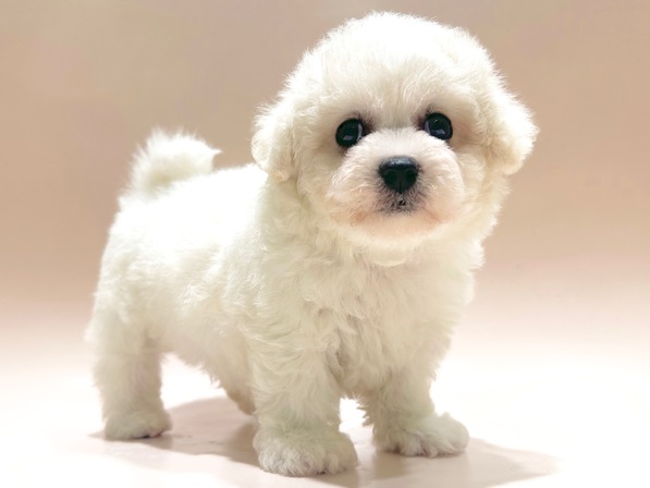 ビション・フリーゼ