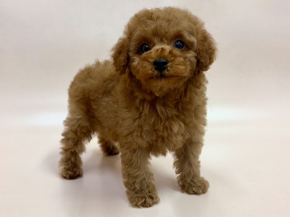 トイ・プードル