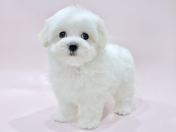 ミックス（犬）