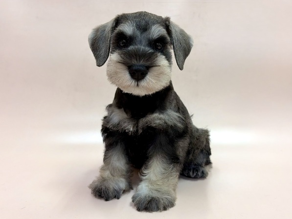 ミニチュア・シュナウザー