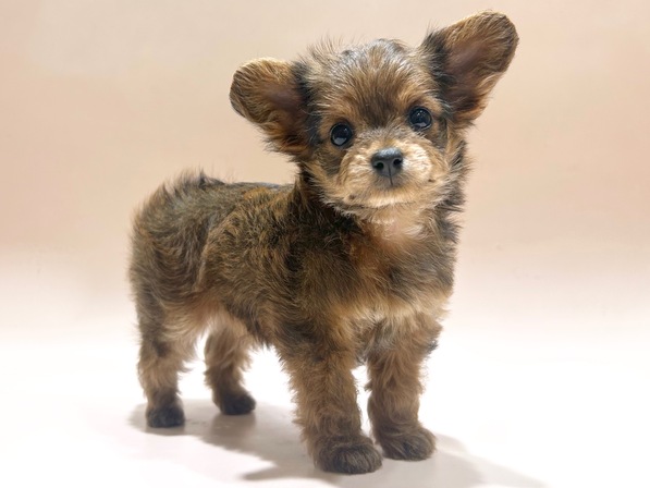 ミックス（犬）