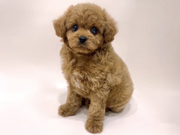 ミックス（犬）