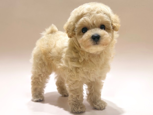 トイ・プードル