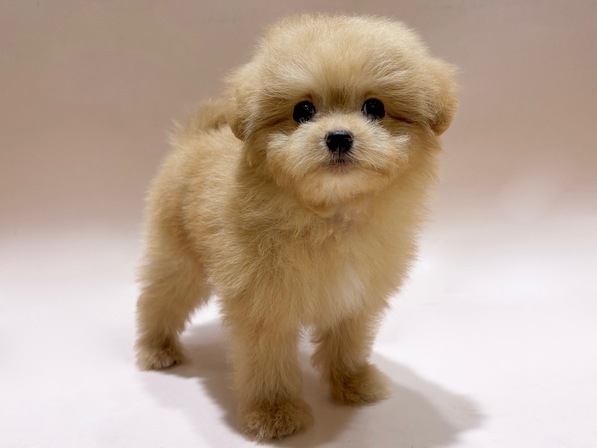 ミックス（犬）