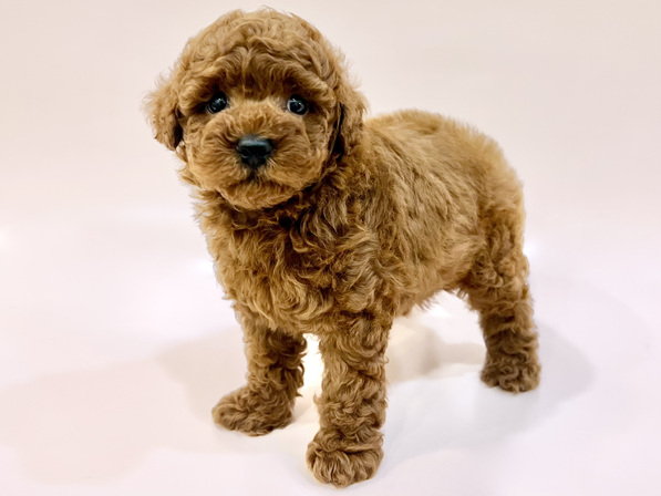 トイ・プードル