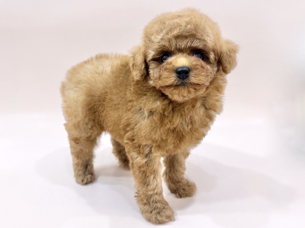 トイ・プードル