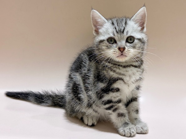 アメリカン・ショートヘアー