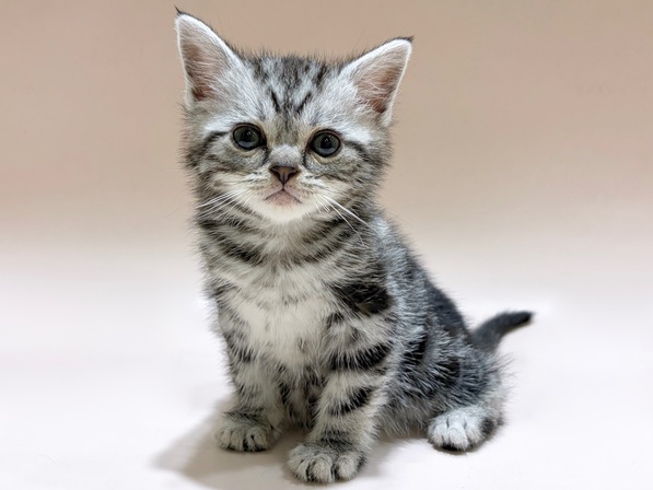 アメリカン・ショートヘアー