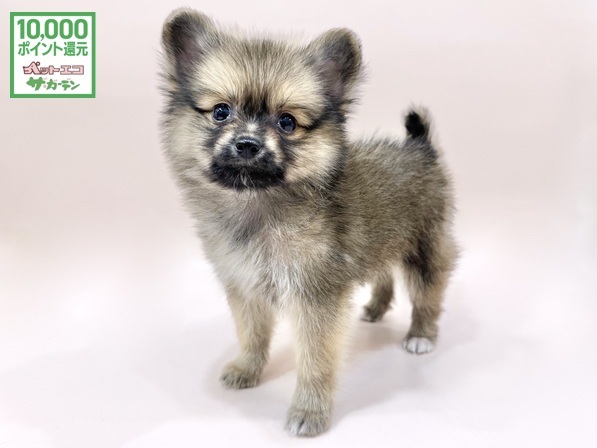 ミックス（犬）