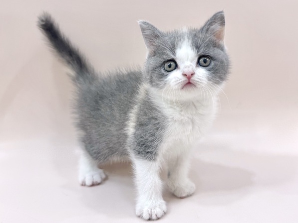 ブリティッシュショートヘアー