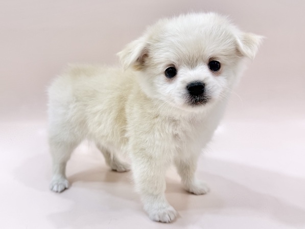 ミックス（犬）
