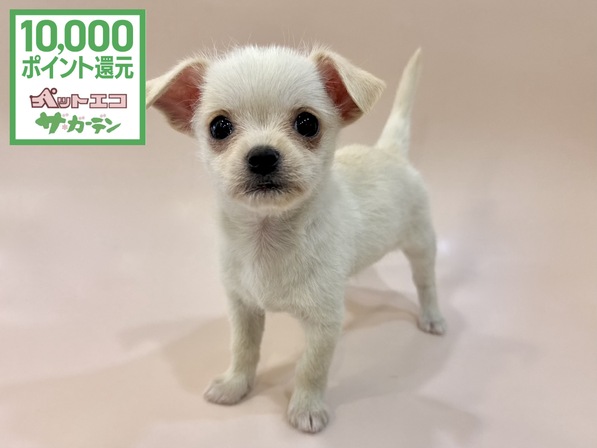 ミックス（犬）
