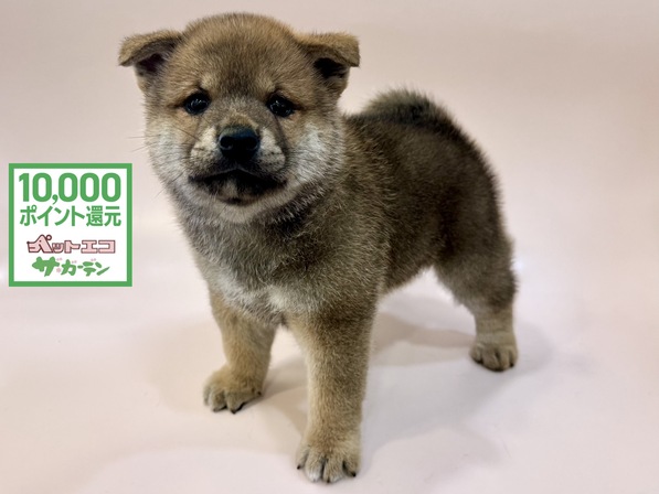 柴犬