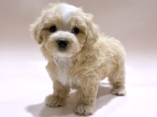 ミックス（犬）
