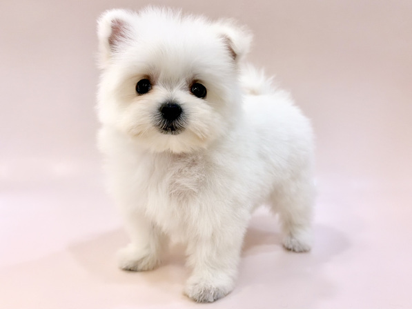 ミックス（犬）