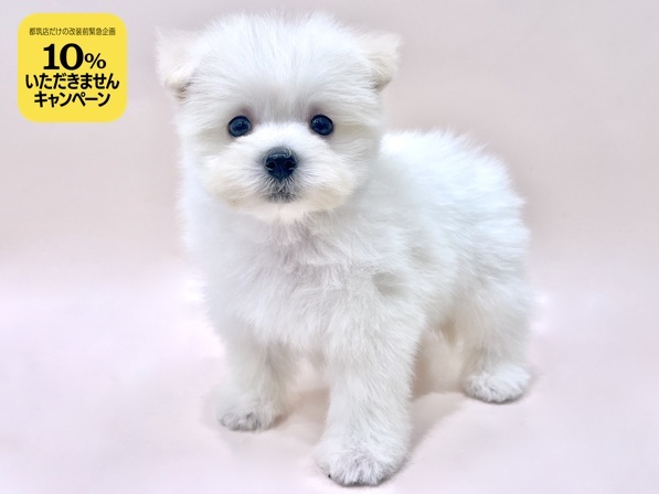 ミックス（犬）