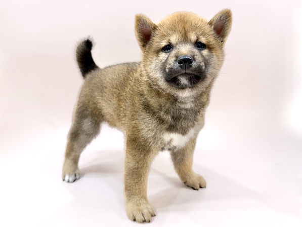 柴犬