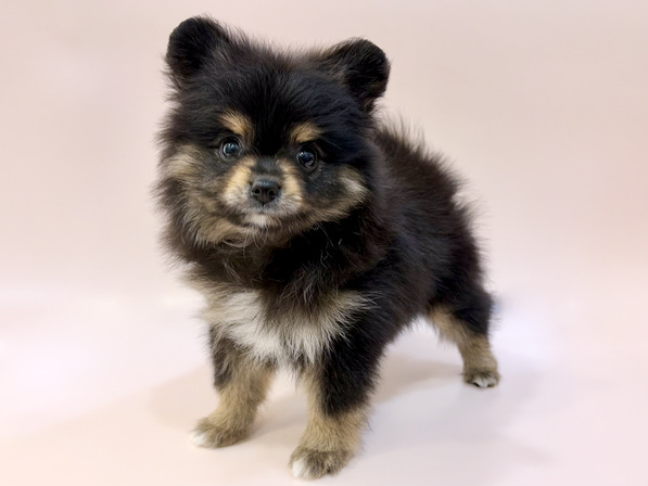 ミックス（犬）