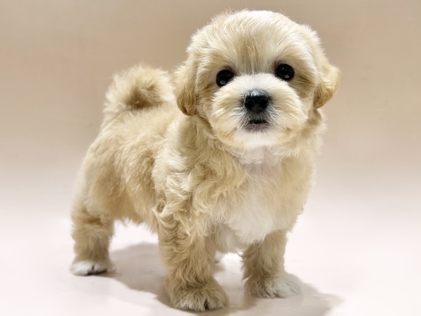 ミックス（犬）