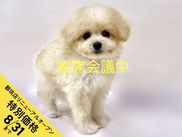 ミックス（犬）