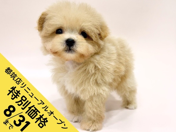 ミックス（犬）
