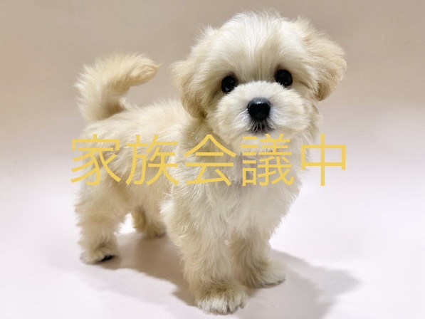 ミックス（犬）