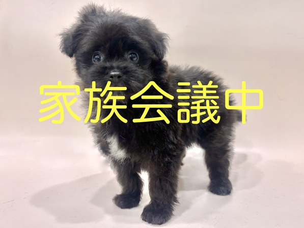 ミックス（犬）