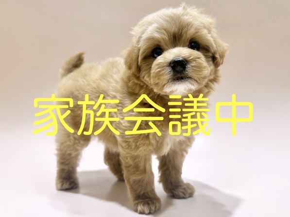 ミックス（犬）