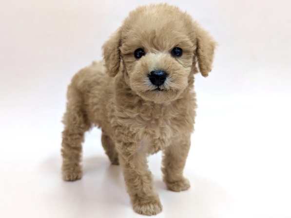 ミックス（犬）