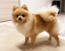 宮下　絵理子のペット自慢