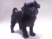 ミックス（犬）