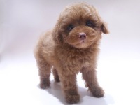 トイ・プードル