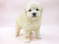 トイ・プードル