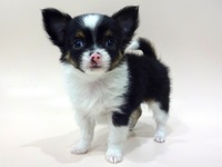 ミックス（犬）