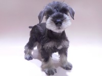 ミニチュア・シュナウザー