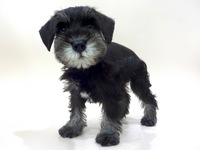 ミニチュア・シュナウザー