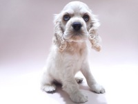 アメリカン・コッカー・スパニエル