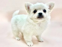 ミックス（犬）