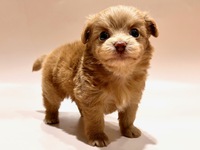 ミックス（犬）