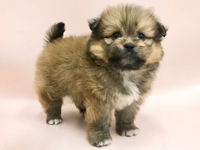 ミックス（犬）