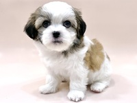 ミックス（犬）
