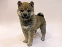 柴犬